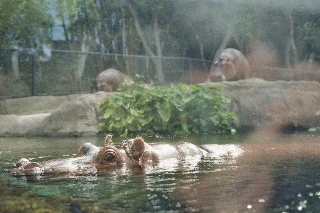 Hippopotamus resting motionless in murky water at San Diego Zoo